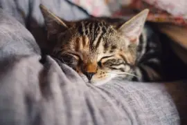 Imagem jigsaw puzzle