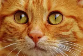 Imagem jigsaw puzzle