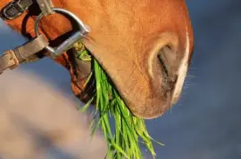 Imagem jigsaw puzzle