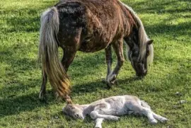 Imagem jigsaw puzzle