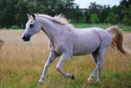 Imagem jigsaw puzzle