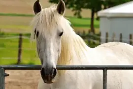 Imagem jigsaw puzzle