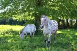 Imagem jigsaw puzzle