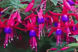 brinco de princesa jigsaw puzzle