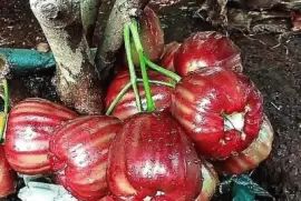 frutas jigsaw puzzle