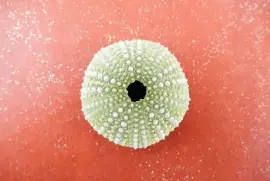 Imagem jigsaw puzzle