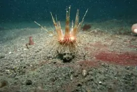 Imagem jigsaw puzzle