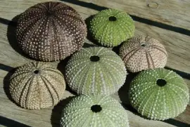 Imagem jigsaw puzzle