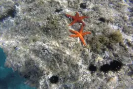 Imagem jigsaw puzzle