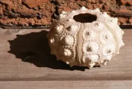 Imagem jigsaw puzzle