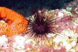 Imagem jigsaw puzzle