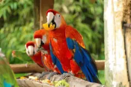 Imagem jigsaw puzzle