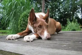 Imagem jigsaw puzzle