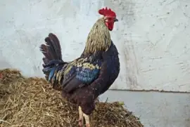 Imagem jigsaw puzzle