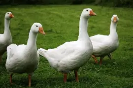 Imagem jigsaw puzzle