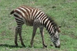 Imagem jigsaw puzzle