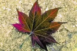 Imagem jigsaw puzzle