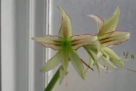 Imagem jigsaw puzzle