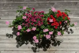 Imagem jigsaw puzzle