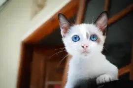 Imagem jigsaw puzzle