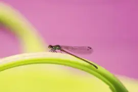 Imagem jigsaw puzzle