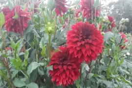 DÃ¡lia jigsaw puzzle