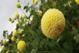 DÃ¡lia jigsaw puzzle