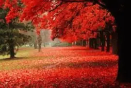 natureza jigsaw puzzle