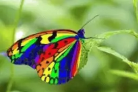 borboleta jigsaw puzzle