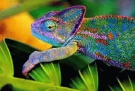 camaleÃ£o jigsaw puzzle