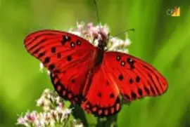 borboleta jigsaw puzzle