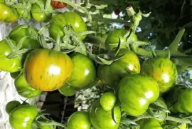 frutos jigsaw puzzle