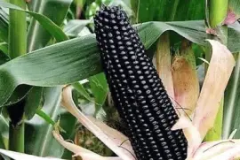 natural jigsaw puzzle