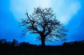 Imagem jigsaw puzzle