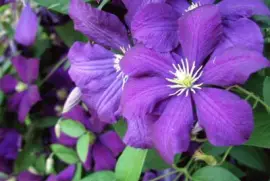 clematites