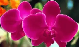 Imagem jigsaw puzzle