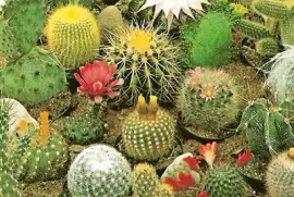 Imagem jigsaw puzzle