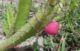 Imagem jigsaw puzzle