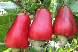 frutas jigsaw puzzle