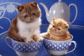 Imagem jigsaw puzzle