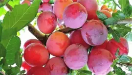 frutas jigsaw puzzle