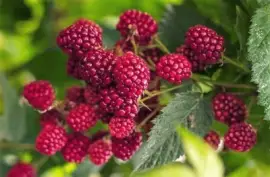 frutas jigsaw puzzle