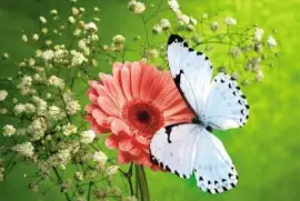 Mariposa jigsaw puzzle