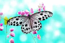 Mariposa jigsaw puzzle
