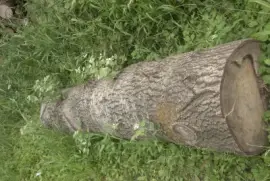 En forÃªt de Bonsecours (59) jigsaw puzzle