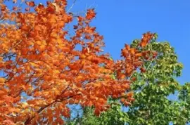 Imagem jigsaw puzzle