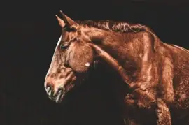 Imagem jigsaw puzzle