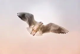 Imagem jigsaw puzzle