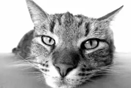 Imagem jigsaw puzzle