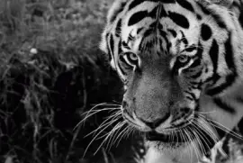 Imagem jigsaw puzzle